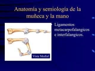 Anatomía y semiología de la
muñeca y la mano
• Ligamentos
metacarpofalangicos
e interfalangicos.
Vista Medial
 