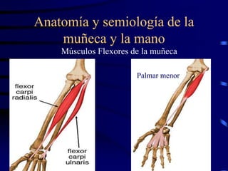 Anatomía y semiología de la
muñeca y la mano
Músculos Flexores de la muñeca
Palmar menor
 