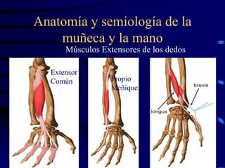 Anatomía y semiología de la
muñeca y la mano
Músculos Extensores de los dedos
Propio
Meñique
Extensor
Común
 
