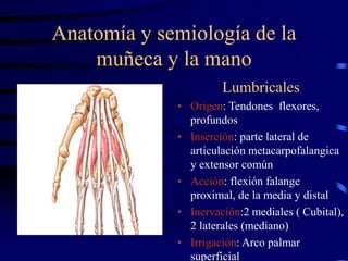 Anatomía y semiología de la
muñeca y la mano
Lumbricales
• Origen: Tendones flexores,
profundos
• Inserción: parte lateral...
