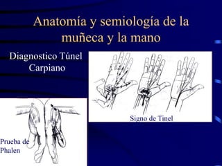 Anatomía y semiología de la
muñeca y la mano
Diagnostico Túnel
Carpiano
Prueba de
Phalen
Signo de Tinel
 