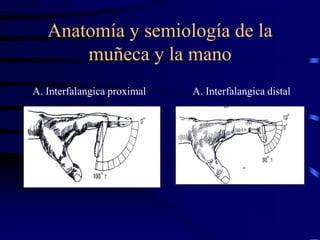 Anatomía y semiología de la
muñeca y la mano
A. Interfalangica proximal A. Interfalangica distal
 
