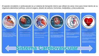 Corazón
• corazón constituye la estructura más
importante del sistema circulatorio, ya que
actúa como una bomba que impulsa la
sangre por todo el organismo, permitiendo
que el oxígeno y los nutrientes puedan llegar
a los diferentes órganos y tejidos.
Estructura Que lo conforma
.
• Miocardio: Es el musculo cardiaco
• Epicardio: Recubrimiento exterior.
• Endocardio: recubrimiento interior.
Cámaras Cardiacas
• Las dos cámaras superiores del corazón se
llaman aurículas, y las dos cámaras
inferiores se llaman ventrículos.
• Divididos en Aurículas Derecha e Izquierda.
• Ventrículo derecho e Izquierdo.
Válvulas cardiacas
• El corazón tiene cuatro válvulas, tricúspide,
pulmonar, mitral y aórtica.
• Las válvulas tienen aletas que se abren y
cierran. Las aletas aseguran que la sangre
fluya en la dirección correcta a través de su
corazón y hacia el resto del cuerpo
Circulación
• El proceso de transportar la sangre en todo
el cuerpo se llama circulación. Juntos, el
corazón y los vasos sanguíneos componen
el aparato cardiovascular.
• Hay dos tipos de circulación: Circulación
pulmonar y circulación sistémica
Ciclo Cardiaco
• Es la sucesión ordenada de movimientos del
corazón que se repite con cada latido
cardíaco. tiene dos fases: la diástole, en la
que se llenan los ventrículos, y la sístole,
durante la cual éstos se contraen e impulsan
la sangre a los vasos sanguíneos.
• Se llama sístole al periodo del ciclo cardíaco
en que se produce la contracción del tejido
muscular del corazón.
• Se llama diástole al período del ciclo
cardíaco en que el músculo del corazón se
relaja después de una contracción o sístole.
El aparato circulatorio​ o cardiovascular es un sistema de transporte interno que utilizan los seres vivos para mover dentro de su
organismo elementos nutritivos, como el oxígeno, dióxido de carbono, hormonas, metabolitos y otras sustancias.
 