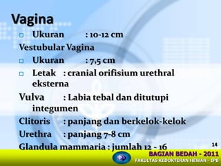 Anatomi Tubuh Babi (Porcine), Sebuah Pengantar | PDF