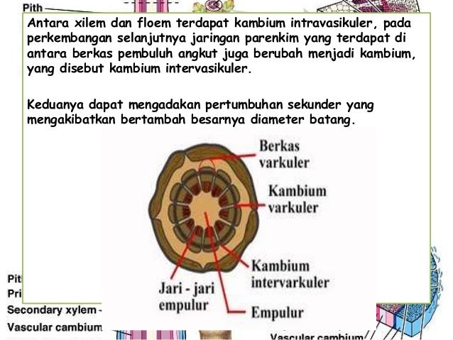 Terbentuknya lingkaran tahun merupakan hasil aktivitas jaringan