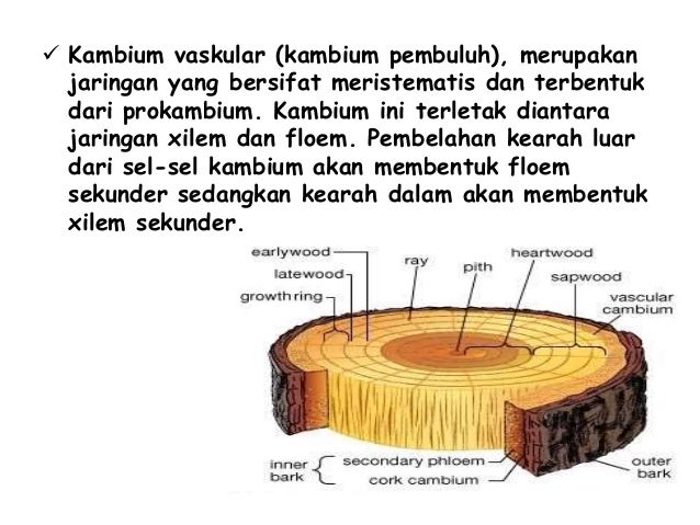 Materi Anatomi Fisiologi Tumbuhan Batang Materi Anatomi Fisiologi Tumbuhan Batang