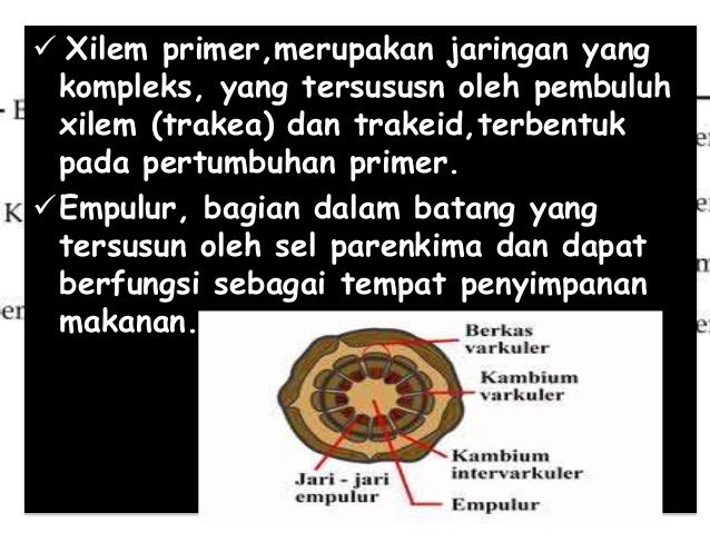 Materi Anatomi Fisiologi Tumbuhan Batang