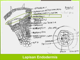 Lapisan Endodermis
 