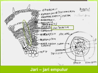Jari – jari empulur
 