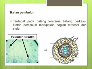 Ikatan pembuluh
 Terdapat pada batang terutama batang berkayu.
Ikatan pembuluh merupakan bagian terbesar dari
stele.
 