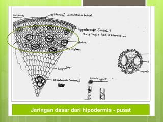 Jaringan dasar dari hipodermis - pusat
 