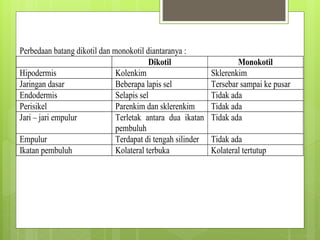 Perbedaan batang dikotil dan monokotil diantaranya :
Dikotil Monokotil
Hipodermis Kolenkim Sklerenkim
Jaringan dasar Beberapa lapis sel Tersebar sampai ke pusar
Endodermis Selapis sel Tidak ada
Perisikel Parenkim dan sklerenkim Tidak ada
Jari – jari empulur Terletak antara dua ikatan
pembuluh
Tidak ada
Empulur Terdapat di tengah silinder Tidak ada
Ikatan pembuluh Kolateral terbuka Kolateral tertutup
 