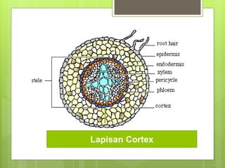 Lapisan Cortex
 