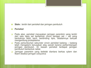  Stele : terdiri dari perisikel dan jaringan pembuluh
 Perisikel
 Pada akar, perisikel merupakan jaringan parenkim yang terdiri
dari satu lapis sel berbentuk cincin dengan sel – sel yang
bentuknya lebih kecil, berdinding tipis, didalamnya banyak
mengandung protoplasma
 Pada pertumbuhan sekunder cincin perisikel kadang – kadang
telah mengalami kerusakan atau pecah karena perkembangan
jaringan pembuluh. Di bawah perisikel terdapat jaringan
pembuluh berbentuk radial.
 Jaringan parenkim yang terletak diantara berkas xylem dan
floem disebut jaringan conjuctiva
 