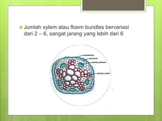 Jumlah xylem atau floem bundles bervariasi
dari 2 – 6, sangat jarang yang lebih dari 6
 