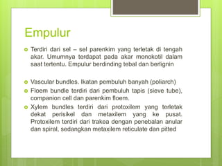Empulur
 Terdiri dari sel – sel parenkim yang terletak di tengah
akar. Umumnya terdapat pada akar monokotil dalam
saat tertentu. Empulur berdinding tebal dan berlignin
 Vascular bundles. Ikatan pembuluh banyah (poliarch)
 Floem bundle terdiri dari pembuluh tapis (sieve tube),
companion cell dan parenkim floem.
 Xylem bundles terdiri dari protoxilem yang terletak
dekat perisikel dan metaxilem yang ke pusat.
Protoxilem terdiri dari trakea dengan penebalan anular
dan spiral, sedangkan metaxilem reticulate dan pitted
 