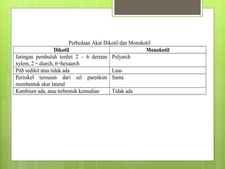 Perbedaan Akar Dikotil dan Monokotil
Dikotil Monokotil
Jaringan pembuluh terdiri 2 – 6 deretan
xylem, 2 = diarch, 6=hexaarch
Polyarch
Pith sedikit atau tidak ada Luas
Perisikel tersusun dari sel parenkim
membentuk akar lateral
Sama
Kambium ada, atau terbentuk kemudian Tidak ada
 