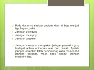  Pada dasarnya struktur anatomi daun di bagi menjadi
tiga bagian, yaitu :
1. Jaringan pelindung
2. Jaringan mesophyl
3. Jaringan vasculer
 Jaringan mesophyl merupakan jaringan parenkim yang
terdapat antara epidermis atas dan bawah. Apabila
jaringan parenkim telah berkembang akan membentuk
jaringan palisade, maka tidak disebut jaringan
mesophyl lagi.
 