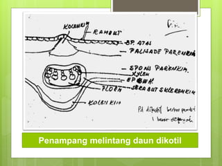 Penampang melintang daun dikotil
 