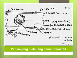 Penampang melintang daun monokotil
 