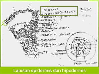 Lapisan epidermis dan hipodermis
 