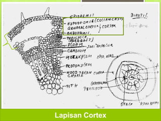 Lapisan Cortex
 
