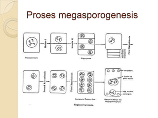 Proses megasporogenesis
 