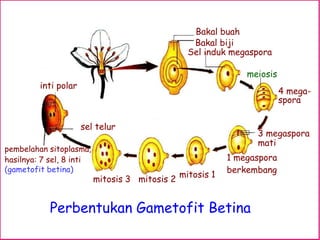 Bakal buah
                                                   Bakal biji
                                                  Sel induk megaspora

                                                                meiosis
         inti polar
                                                                          4 mega-
                                                                          spora


                      sel telur
                                                                  3 megaspora
                                                                  mati
pembelahan sitoplasma,
hasilnya: 7 sel, 8 inti                                     1 megaspora
(gametofit betina)                                          berkembang
                                                mitosis 1
                          mitosis 3 mitosis 2


            Perbentukan Gametofit Betina
 
