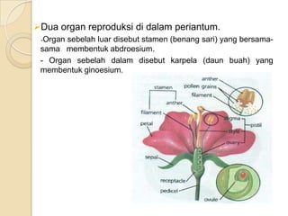 Dua organ reproduksi di dalam periantum.
 -Organsebelah luar disebut stamen (benang sari) yang bersama-
 sama membentuk abdroesium.
 - Organ sebelah dalam disebut karpela (daun buah) yang
 membentuk ginoesium.
 