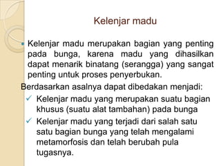 Kelenjar madu

Kelenjar madu merupakan bagian yang penting
 pada bunga, karena madu yang dihasilkan
 dapat menarik binatang (serangga) yang sangat
 penting untuk proses penyerbukan.
Berdasarkan asalnya dapat dibedakan menjadi:
  Kelenjar madu yang merupakan suatu bagian
   khusus (suatu alat tambahan) pada bunga
  Kelenjar madu yang terjadi dari salah satu
   satu bagian bunga yang telah mengalami
   metamorfosis dan telah berubah pula
   tugasnya.
 