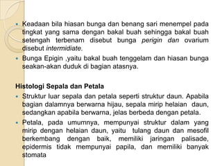  Keadaan bila hiasan bunga dan benang sari menempel pada
  tingkat yang sama dengan bakal buah sehingga bakal buah
  setengah terbenam disebut bunga perigin dan ovarium
  disebut intermidiate.
 Bunga Epigin ,yaitu bakal buah tenggelam dan hiasan bunga
  seakan-akan duduk di bagian atasnya.

Histologi Sepala dan Petala
 Struktur luar sepala dan petala seperti struktur daun. Apabila
  bagian dalamnya berwarna hijau, sepala mirip helaian daun,
  sedangkan apabila berwarna, jelas berbeda dengan petala.
 Petala, pada umumnya, mempunyai struktur dalam yang
  mirip dengan helaian daun, yaitu tulang daun dan mesofil
  berkembang dengan baik, memiliki jaringan palisade,
  epidermis tidak mempunyai papila, dan memiliki banyak
  stomata
 