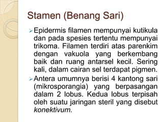 Stamen (Benang Sari)
 Epidermis  filamen mempunyai kutikula
  dan pada spesies tertentu mempunyai
  trikoma. Filamen terdiri atas parenkim
  dengan vakuola yang berkembang
  baik dan ruang antarsel kecil. Sering
  kali, dalam cairan sel terdapat pigmen.
 Antera umumnya berisi 4 kantong sari
  (mikrosporangia) yang berpasangan
  dalam 2 lobus. Kedua lobus terpisah
  oleh suatu jaringan steril yang disebut
  konektivum.
 