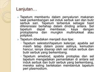 Lanjutan…
 Tapetum membantu dalam penyaluran makanan
  saat perkembangan sel induk serbuk sari dan butir
  serbuk sari. Tapetum terbentuk sebagai hasil
  diferensiasi bertahap dalam dinding antera. Sel
  tapetum     dapat    membesar,      kaya    dengan
  protoplasma dan mungkin multinukleat atau
  poliploid.
 Tapetum dibedakan menjadi dua tipe:
  ◦ Tapetum sekretori/tapetum kelenjar, apabila sel
    masih tetap dalam posisi aslinya, kemudian
    hancur, isinya diserap oleh sel induk serbuk dan
    butir serbuk yang berkembang.
  ◦ Tapetum amebiod, apabila protoplas dan sel
    tapetum mengadakan pemantakan di antara sel
    induk serbuk dan butir serbuk yang berkembang,
    mereka saling berlekatan membentuk tapetum
    peri plasmodium.
 