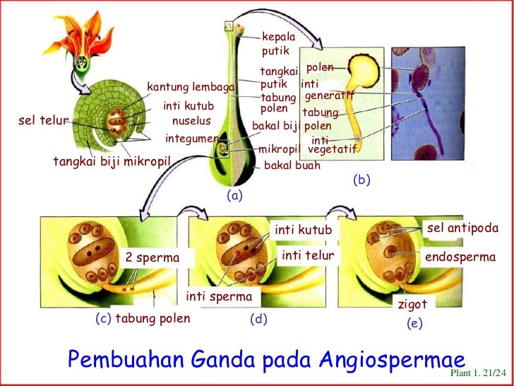 Anatomi bunga dan kelenjar