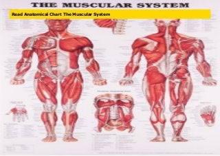 Read Anatomical Chart The Muscular System
 