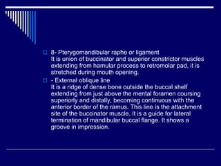  8- Pterygomandibular raphe or ligament
It is union of buccinator and superior constrictor muscles
extending from hamular process to retromolar pad, it is
stretched during mouth opening.
 - External oblique line
It is a ridge of dense bone outside the buccal shelf
extending from just above the mental foramen coursing
superiorly and distally, becoming continuous with the
anterior border of the ramus. This line is the attachment
site of the buccinator muscle. It is a guide for lateral
termination of mandibular buccal flange. It shows a
groove in impression.
 