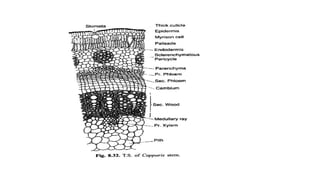 Anatomical Adaptations in Hydrophytes, Xerophytes, and Halophytes ...