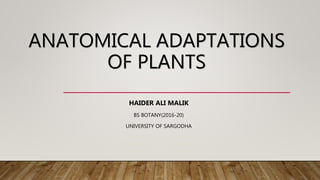 ANATOMICAL ADAPTATIONS
OF PLANTS
HAIDER ALI MALIK
BS BOTANY(2016-20)
UNIVERSITY OF SARGODHA
 