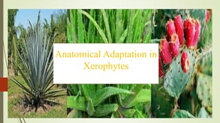 Anatomical Adaptation in
Xerophytes
 