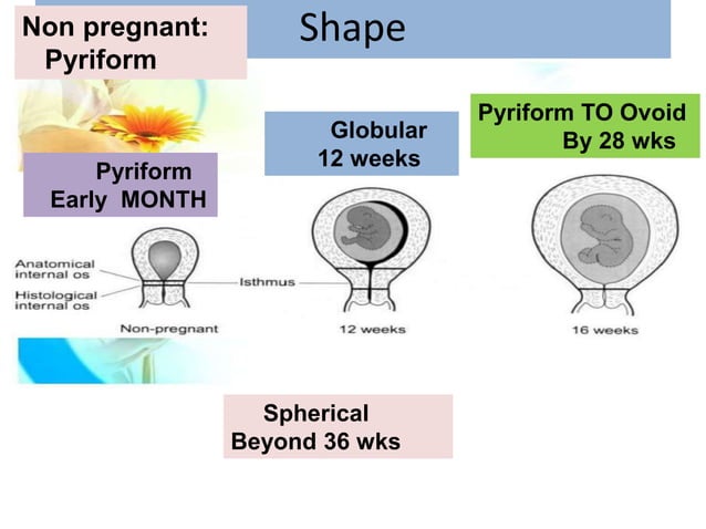 Anatomical and physiological change in pregnancy | PPT | Pregnancy ...