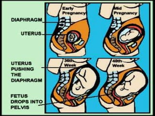 Anatomical and physiological change in pregnancy | PPT