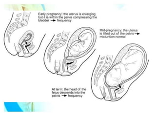 Anatomical and physiological change in pregnancy | PPT