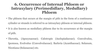 6. Occurrence of Internal Phloem or
Intraxylary (Perimedidlary, Medullary)
Phloem
• The phloem that occurs at the margin of pith in the form of a continuous
cylinder or strands is referred to as intraxylary phloem or internal phloem.
• It is also known as medullary phloem due to its occurrence at the margin
of pith.
• Thevetia, (Apocynaceae); Calotropis (Asclepiadaceae); Convolvulus,
Ipomoea, Evolvulus (Convolvulaceae); Barleria (Acanthaceae); Solanum,
Nicotiana (Solanaceae) etc.
 