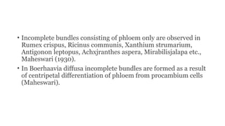 • Incomplete bundles consisting of phloem only are observed in
Rumex crispus, Ricinus communis, Xanthium strumarium,
Antigonon leptopus, Achxjranthes aspera, Mirabilisjalapa etc.,
Maheswari (1930).
• In Boerhaavia diffusa incomplete bundles are formed as a result
of centripetal differentiation of phloem from procambium cells
(Maheswari).
 