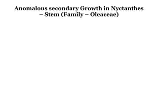 Anomalous secondary Growth in Nyctanthes
– Stem (Family – Oleaceae)
 