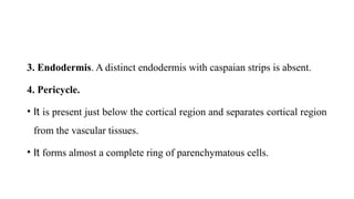 3. Endodermis. A distinct endodermis with caspaian strips is absent.
4. Pericycle.
• It is present just below the cortical region and separates cortical region
from the vascular tissues.
• It forms almost a complete ring of parenchymatous cells.
 