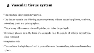 5. Vascular tissue system
• The structure shows secondary growth.
• The tissues occur in the following sequence-primary phloem, secondary phloem, cambium,
secondary xylem and primary xylem.
• The primary phloem occurs in small patches just below the pericycle.
• Secondary phloem is in the form of a complete ring. It consists of phloem parenchyma,
sieve tubes and
• companion cells.
• The cambium is single layered and is present between the secondary phloem and secondary
xylem.
 