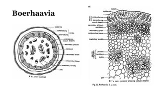 Boerhaavia
 