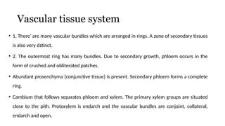 Vascular tissue system
• 1. There' are many vascular bundles which are arranged in rings. A zone of secondary tissues
is also very dstinct.
• 2. The outermost ring has many bundles. Due to secondary growth, phloem occurs in the
form of crushed and obliterated patches.
• Abundant prosenchyma (conjunctive tissue) is present. Secondary phloem forms a complete
ring.
• Cambium that follows separates phloem and xylem. The primary xylem groups are situated
close to the pith. Protoxylem is endarch and the vascular bundles are conjoint, collateral,
endarch and open.
 