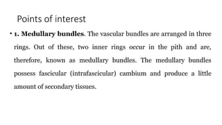 Points of interest
• 1. Medullary bundles. The vascular bundles are arranged in three
rings. Out of these, two inner rings occur in the pith and are,
therefore, known as medullary bundles. The medullary bundles
possess fascicular (intrafascicular) cambium and produce a little
amount of secondary tissues.
 